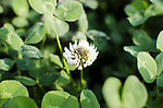 小花 小草