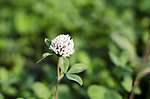 小花 小草
