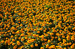 橙色芙蓉花海