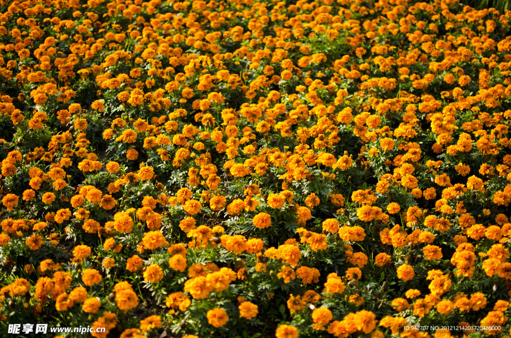 橙色芙蓉花海