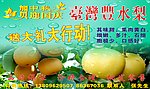 贺中秋庆国庆 台湾丰水梨