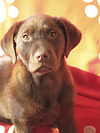 拉布拉多幼犬