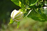 栀子花 蕾