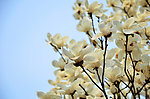玉兰花