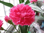 石竹花