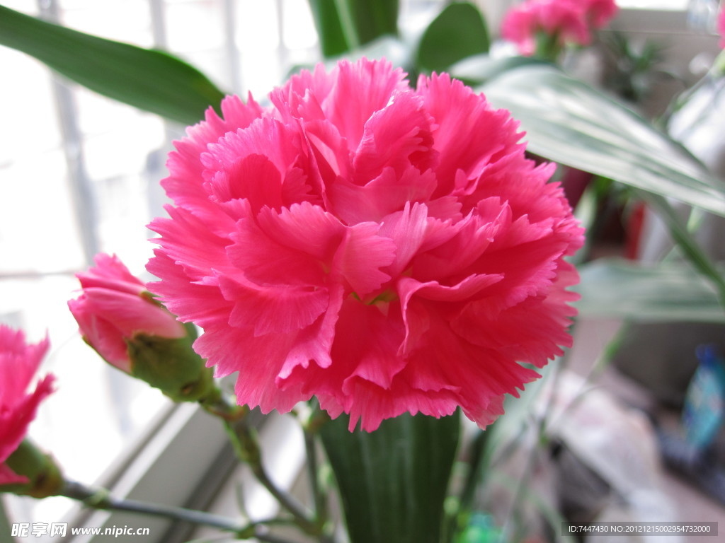 石竹花