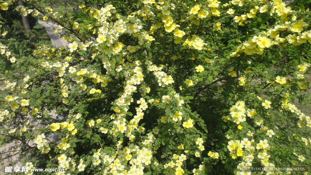 黄花灌木