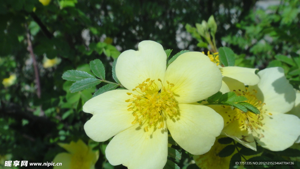 黄花