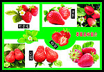 草莓品种介绍展板