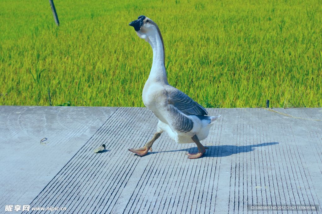 家鹅 田园风光