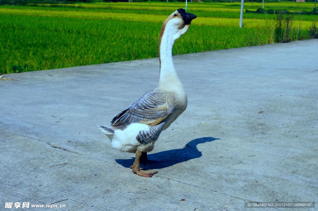 家鹅 田园风光