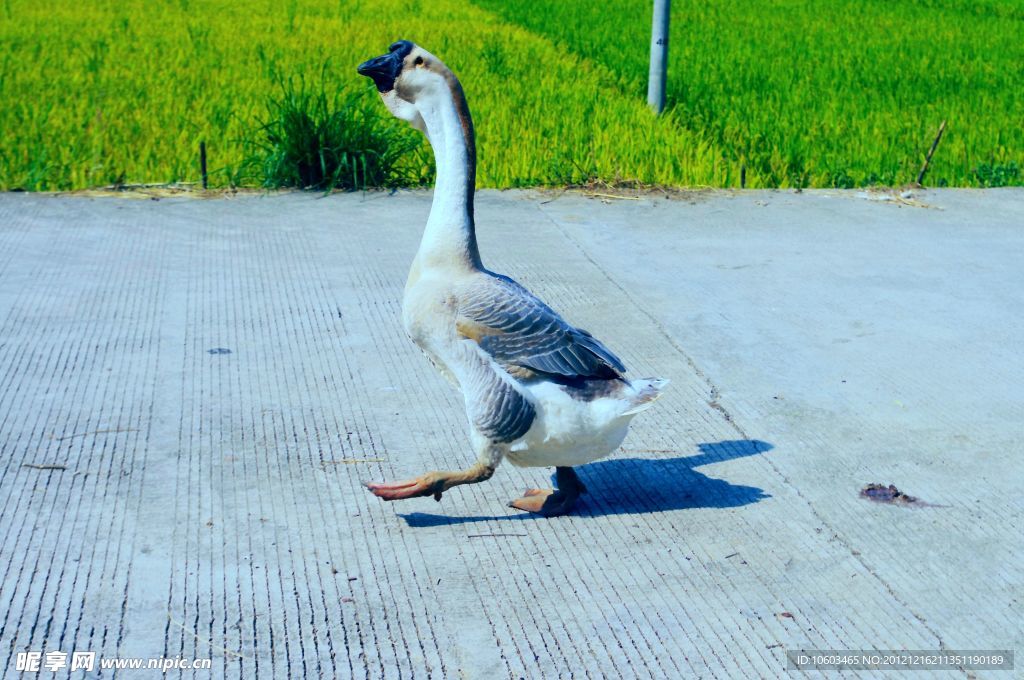 家鹅 田园风光