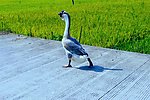 家鹅 田园风光