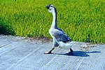 家鹅 田园风光