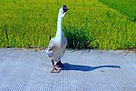 家鹅 田园风光
