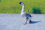 家鹅 田园风光