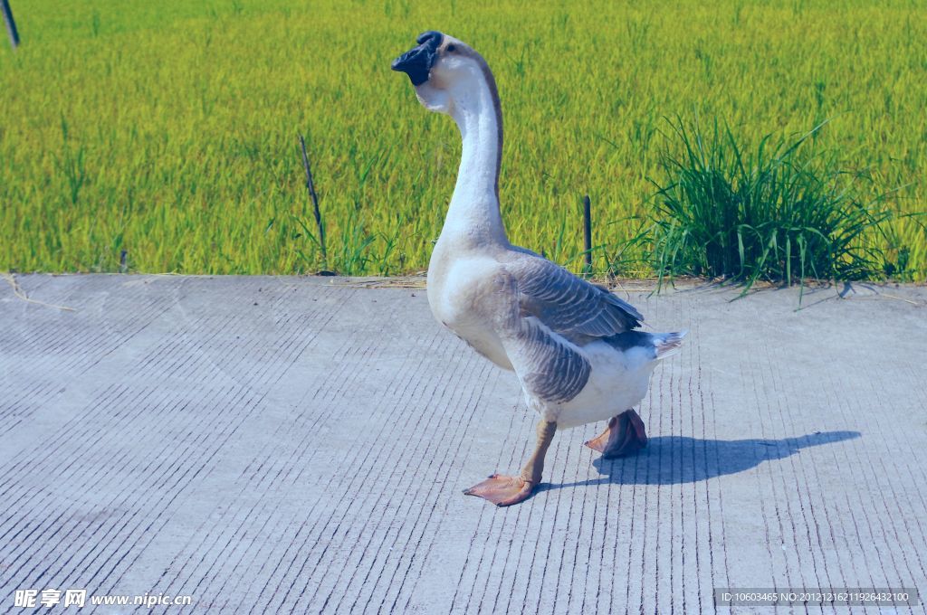 家鹅 田园风光