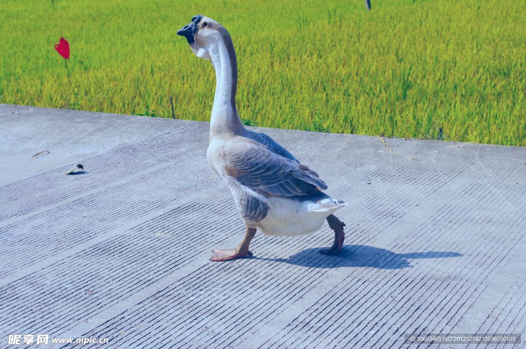 家鹅 田园风光