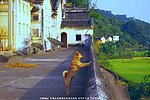 客家民俗村 看家狗