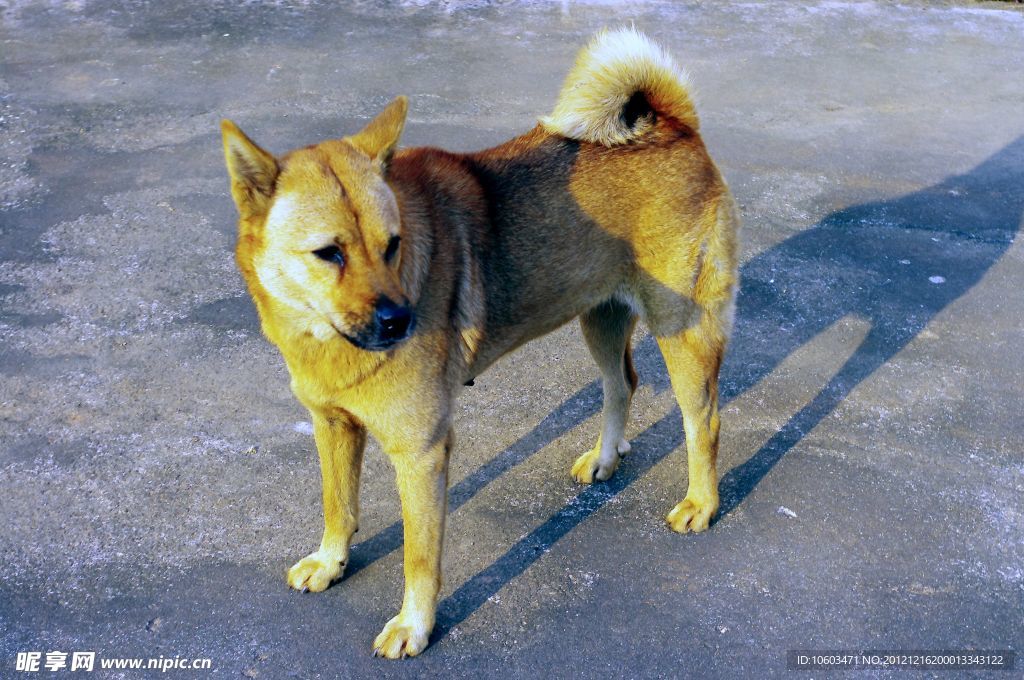 客家民俗村 细毛黄狗