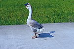 家鹅 田园风光