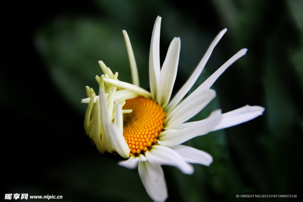 小花