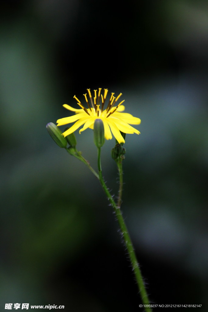 小黄花