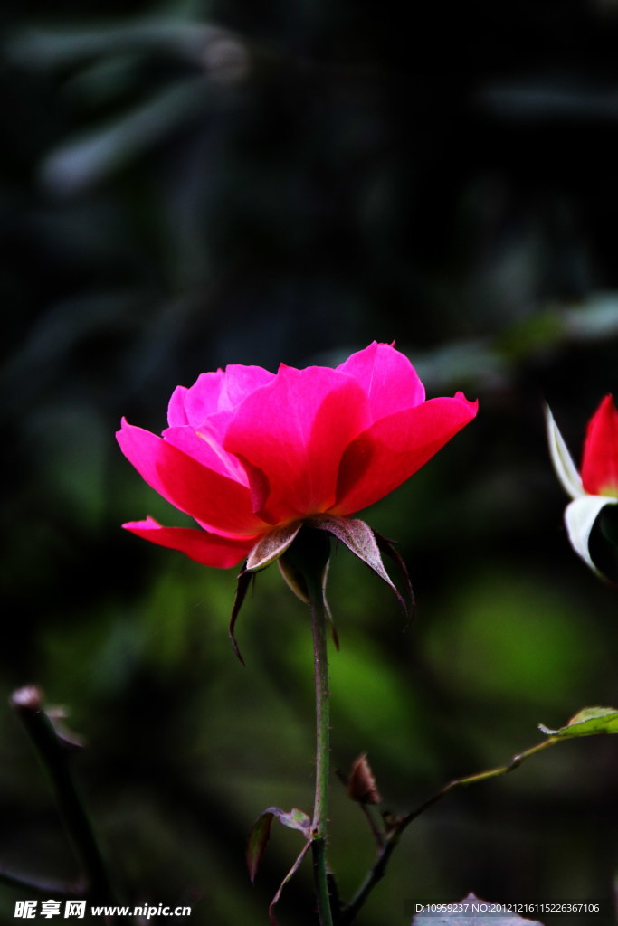 月季花