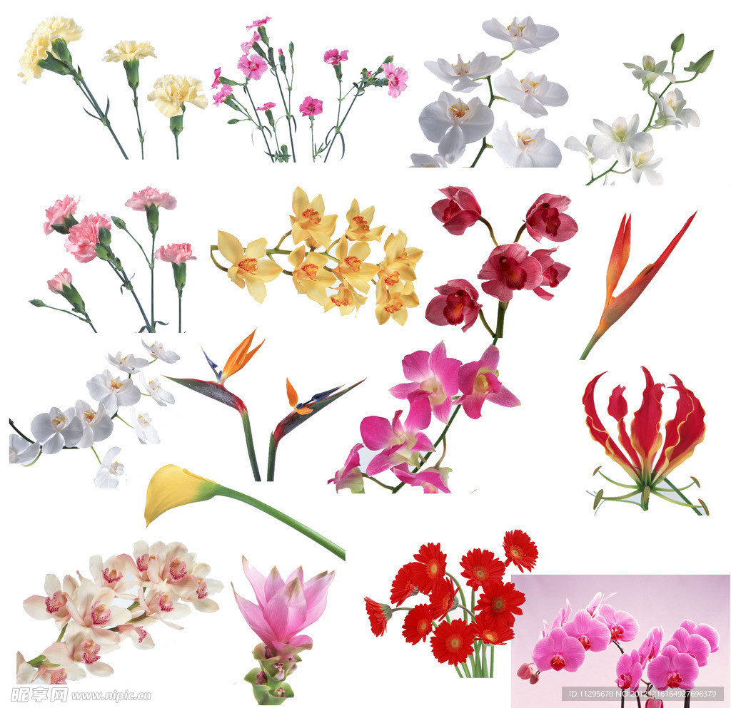 花 鲜花