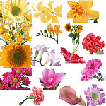 花 鲜花
