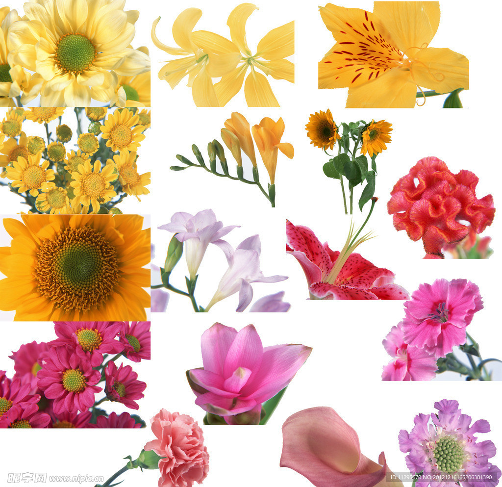 花 鲜花