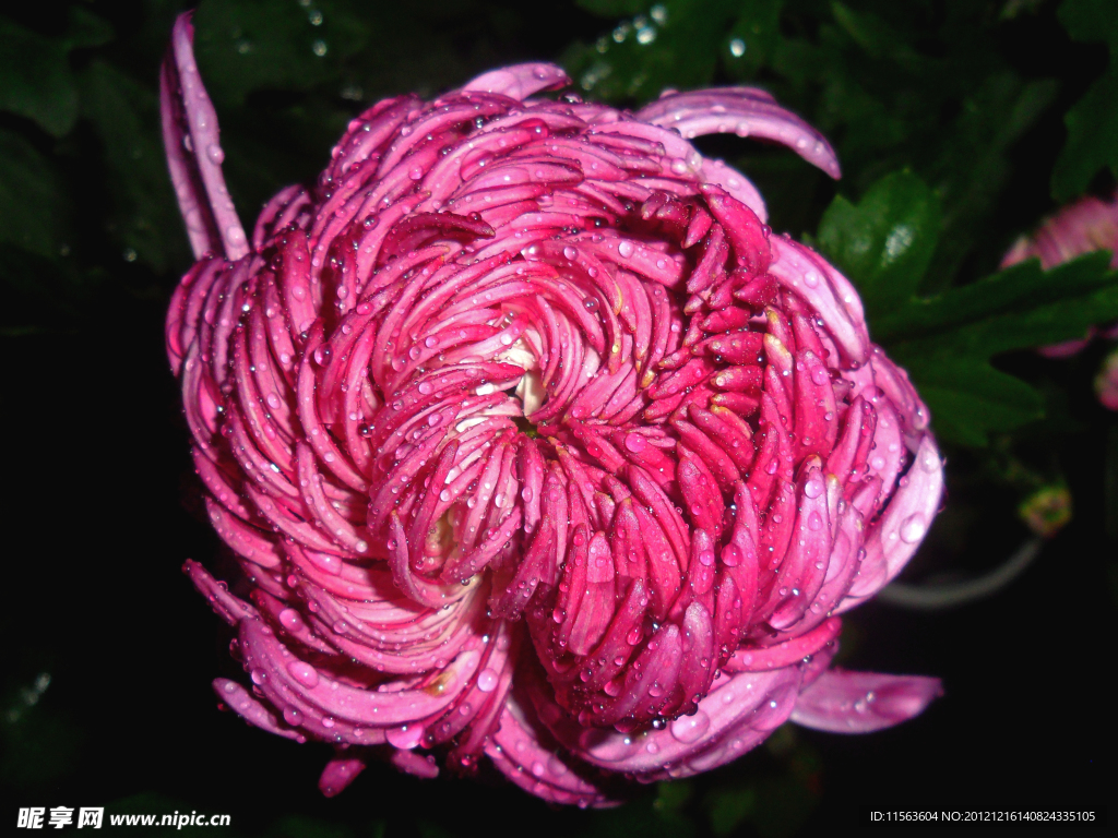 菊花