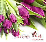 永不磨灭的爱情