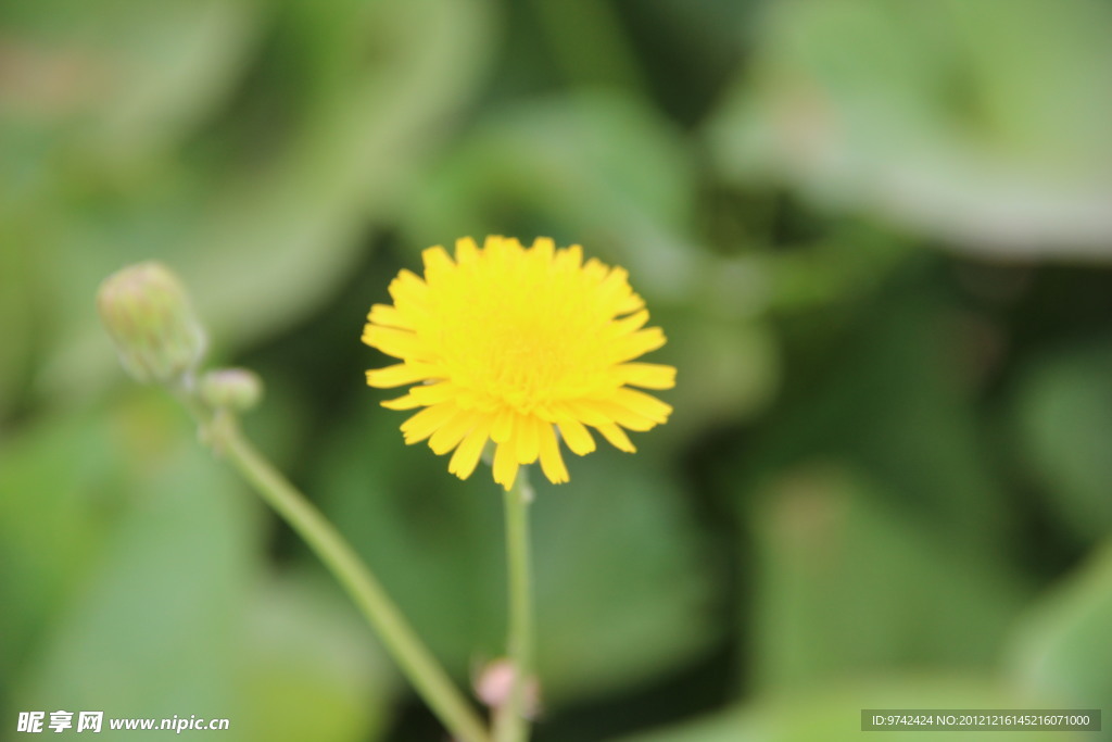 小花
