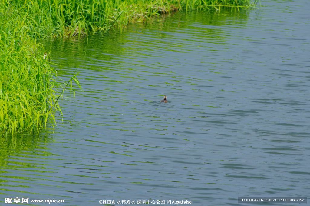 河床水鸭 河道游水