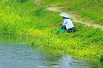 绿色河道 游人垂钓