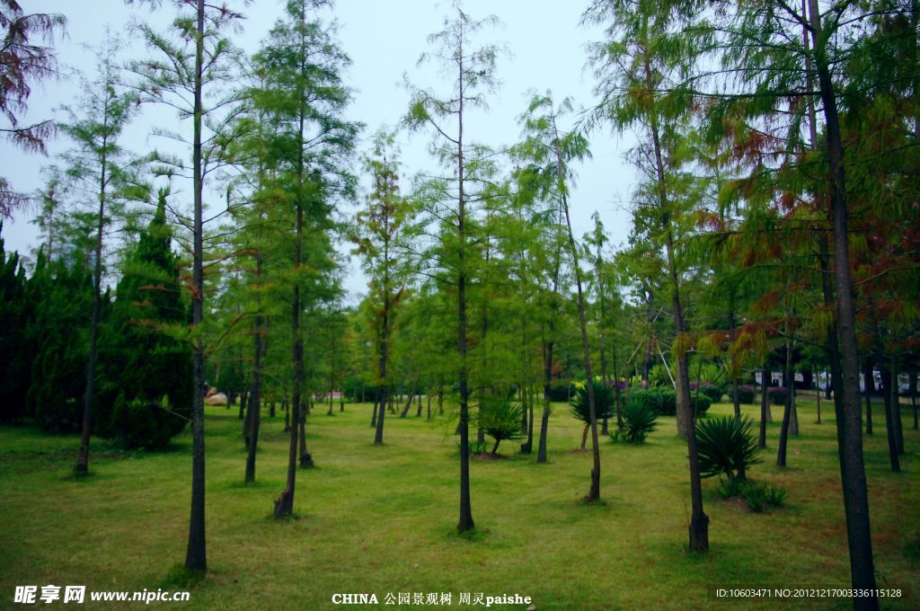 园林建设 草木风景