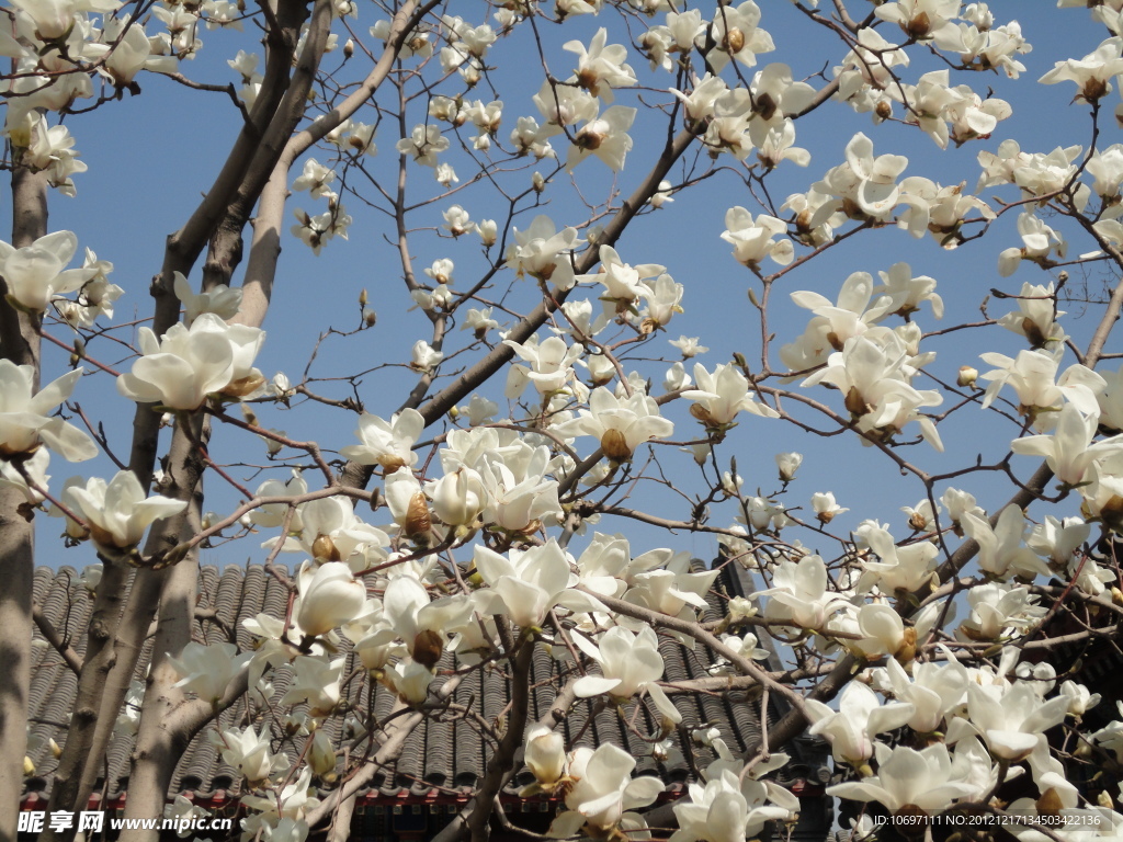 花满枝头