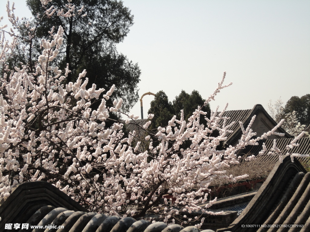 樱花烂漫