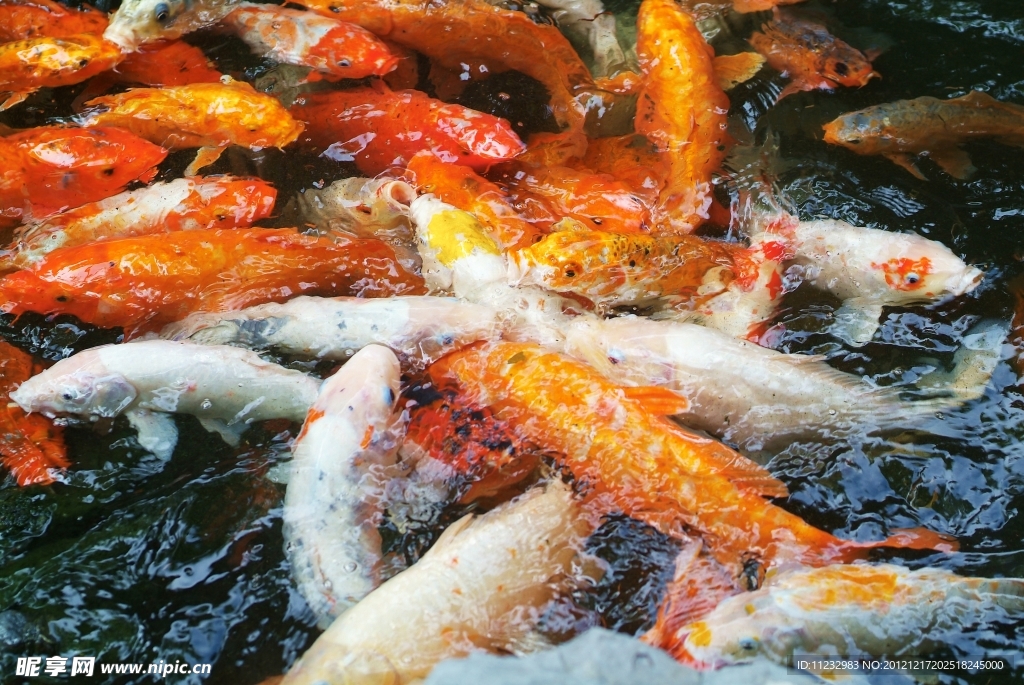 锦鲤