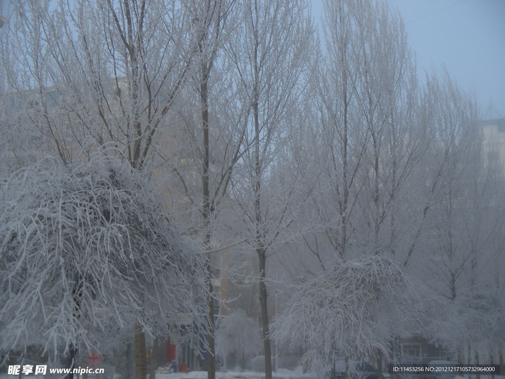 树挂