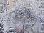树挂