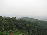 树林