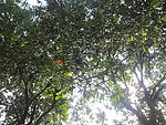 阳光