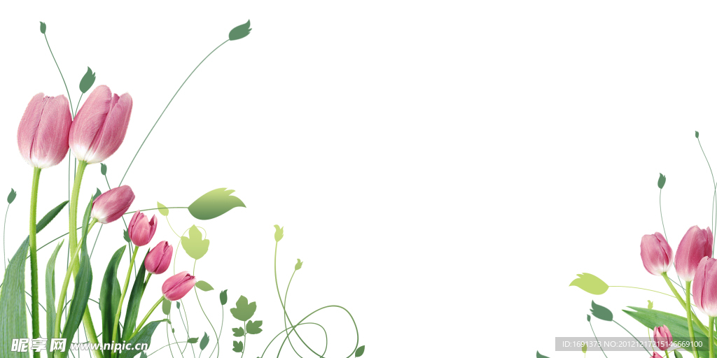 花蕾枝叶白色背景