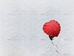 心雪
