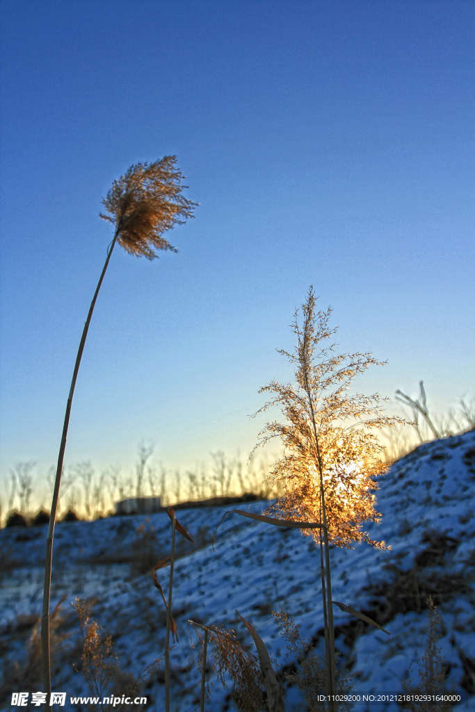 冰雪芦苇