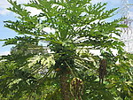 木瓜