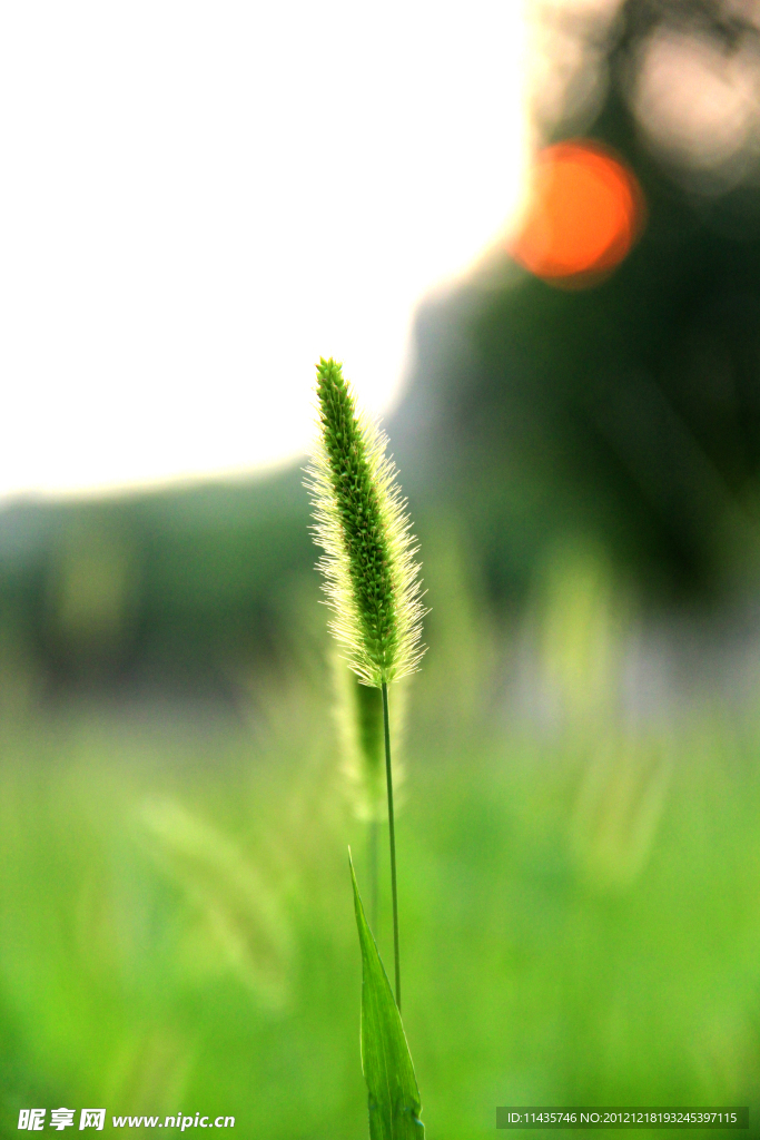 狗尾草