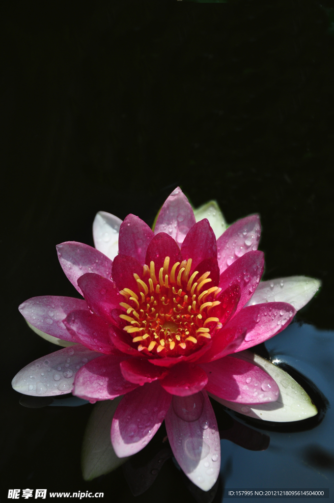 睡莲